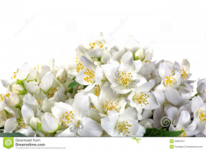 Fresh jasmine on white background. Summer flower. HD Wallpaper
