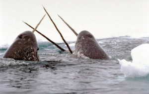 ... , Mothers Nature, Narwhals Tusk, Dads, Magic Creatures, Whales