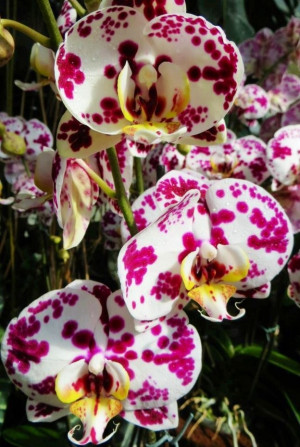 Orchid Quotes Pic #18