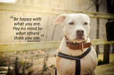 ... quotes such pibbles pitbull pets pitbull pitbull quotes sayings pit