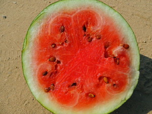 Home » Blog » Vegetables » Watermelon » Watermelon, Sugar Baby