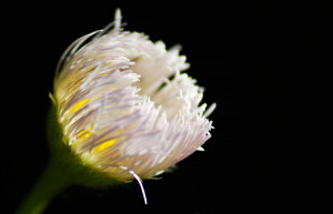 The Light Within Photograph