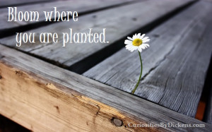 Living Fearlessly: Bloom Where You Are Planted