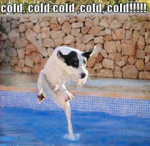 Cold Cold - Return to Funny Animal Pictures Home Page