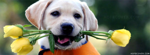 Facebook Cover Photos Dogs