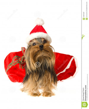 Cute Yorkie Wearing Santa Hat Royalty Free Stock Photography Image