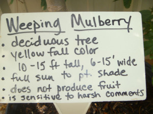 Funny Wednesday Hump Day Quotes Wednesday hump day quotes