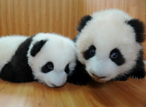 Funny Baby Panda Bears