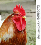 Small photo of A dunghill cock - the head with a red Cockscomb