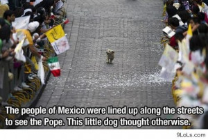 mexican quotes and sayings funny little dog in mexico
