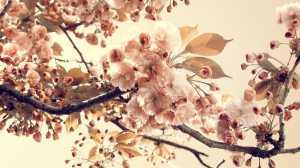 Vintage Flowers Background HD Wallpapers