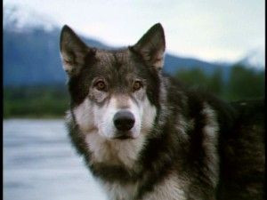 In the movie, White Fang, what is White Fang's Indian name?
