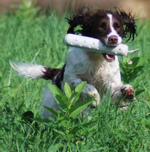 Hunting Dog Breeds Raised
