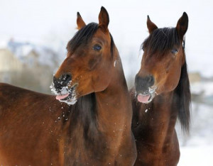 Picture: http://s4.favim.com/orig/49/cute-horses ... 440455.jpg