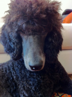 Poodle Type: Blue Standard