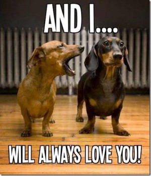 and i will always love you dachshund dogs 72 uploaded on september 6 ...