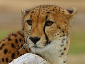 The cheetah prefers to live in an open biotope, such as semi-desert ...