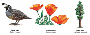 Flower Trees, States Birdflowertr, California Birds, California States ...