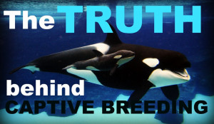 Disturbing Facts About SeaWorld's Captive Breeding Program