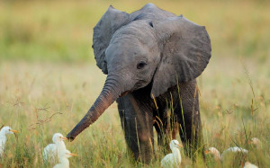 Baby Elephant Wallpapers Pictures Photos Images