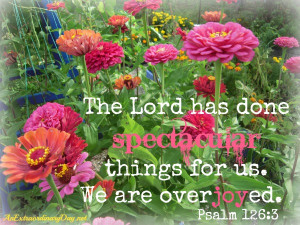 Pink Zinnias | The Lord has done spectacular things for us. Psalm 126 ...
