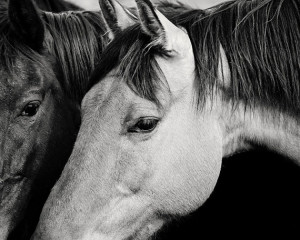 Black and White Horses Snuggle, photography, Western Horse Wall Art