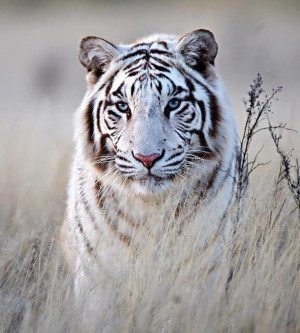 White Siberian Tiger! Some day I'll own a pet Siberian tiger. :)