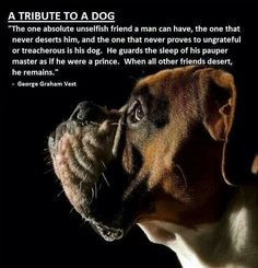 Tribute to a Dog ... More