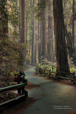 Eight great vacation ideas to visit America’s awe-inspiring trees