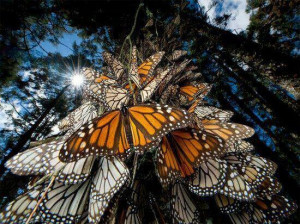 Monarch Butterflies - Mexico