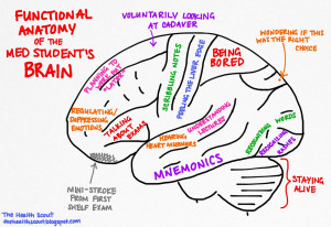 Functional Anatomy of a the Student’s Brain