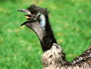 Emu with a Leaf in it's Mouth