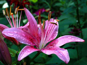 87727d1322540733-lily-flowers-lily-flowers-pic.jpg