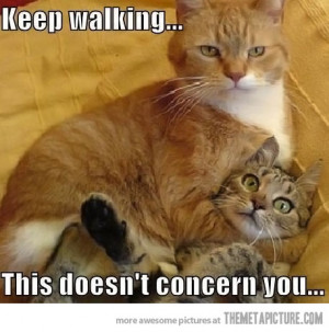 Funny photos funny cats fight orange