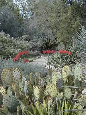 red blooms along the path at Boyce Thompson Arboretum in Superior, AZ