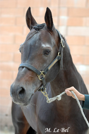 Cavalli di Elisa e Sarah...¤´¯)°·¤.~† » ~Compro ...