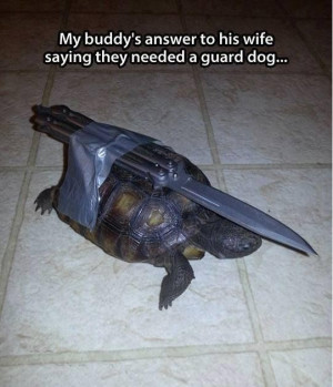 animals animals dogs funny pictures humor lol turtles leave a reply ...