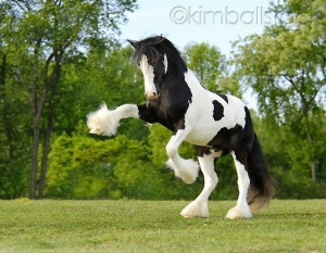 start, a Mare or Stallion, not sure yet, Gypsy Vanner Horse, the horse ...