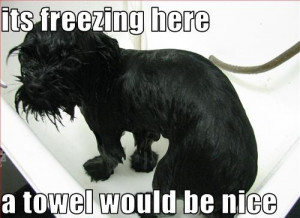 Funny Freezing Dog Feet Cartoon Joke Pictures Picture