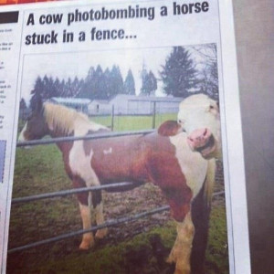 Big News Here in Australia: Cow Photobombs a Horse Stuck in a Fence