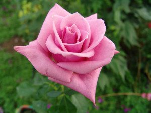 Tea Quotes 9jpg Picture