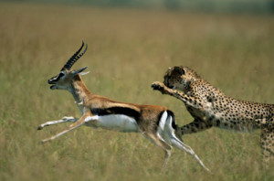 The Cheating games of Cheetahs (did you know this about cheetahs).