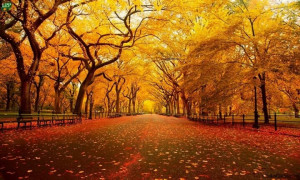 Central Park Autumn today!