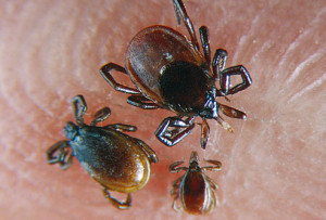 ... carry diseases including lyme disease and rocky mountain spotted fever
