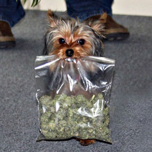... .comVeterinarian Administers Medical Marijuana To Dogs, Says It Works