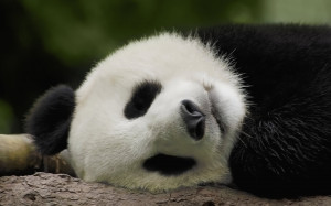 panda fotos de panda imagenes de panda wallpapers de panda y fondos de ...