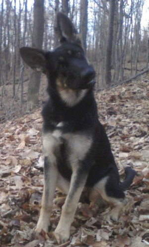dog profile for funny mischievous funny a female german shepherd