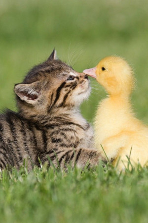 Kitten Duckling Friendship Day Wallpaper