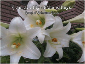 Easter Lily with Bible Verse