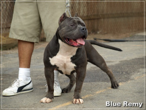 Blue Nose Pitbull Puppies...